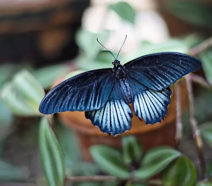 kinesiologie toulouse